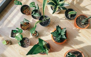 7 loại cây cảnh khó chăm nhất trên đời, trước khi trồng hãy suy nghĩ thật kỹ