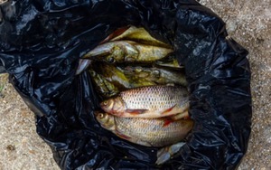 Tại sao người bán cá hay dùng túi màu đen đựng cá?