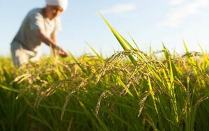 Buồn của nền kinh tế lớn thứ 4 thế giới: Nhập khẩu gạo tăng gấp 100 lần, hàng nội địa ‘bão chồng bão’