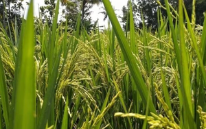 Nhận tin tình báo, cơ quan chức năng thu giữ một lô hàng 3,2 tấn gạo nhập lậu được giấu tinh vi trong các bao xi măng