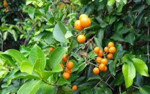 5 loại cây không nên trồng ở trước cửa nhà, gia chủ cố tình trồng thì hậu quả khôn lường