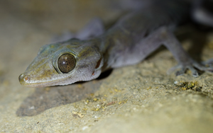 "Báu vật" ẩn mình tại núi Bà Đen, thế giới chỉ Việt Nam có