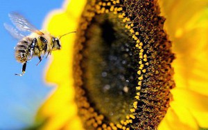 Vì sao cả thế giới sẽ lâm nguy nếu ong tuyệt chủng?