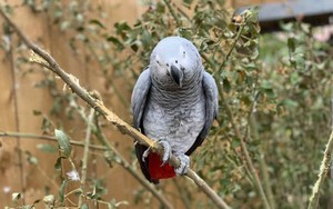 5 con vẹt trong công viên bị cách ly vì liên tục chửi thề, lăng mạ khách, giám đốc đi qua còn bị gọi là… béo