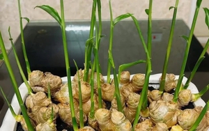 3 loại cây nên trồng vào năm 2026: Vừa làm thuốc quý vừa hút sinh khí, tài lộc vào nhà