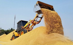 Vựa lúa lớn nhất thế giới tồn kho tăng kỷ lục, đối thủ của gạo Việt Nam nhận tin không vui