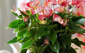 Tết rước 1 chậu cây này về nhà: Vận tiền bạc, chức vị đều "lên hương"