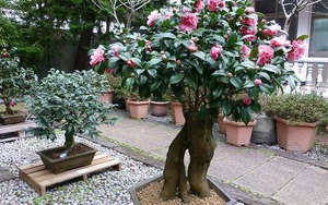 Loài cây quý như vàng, hoa nở đẹp chấn động thị giác: Nhà giàu mê vì giúp tụ lộc, giữ vượng khí