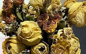 3 cây ĐẠI KỴ ngày Tết