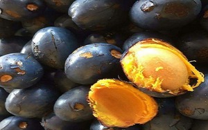 Loại quả xưa mọc hoang dại đầy đường, cho không ai lấy, giờ thành đặc sản "ăn là nhớ mãi", nườm nượp người mua