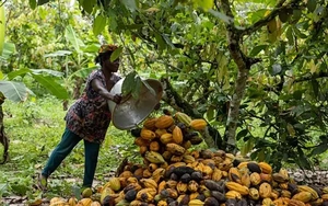 Chạy đua cứu cây ca cao