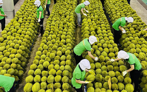 Một loại trái cây tỷ USD vừa dẫn đường cho nông sản Việt: Bước ngoặt cho toàn ngành năm 2027