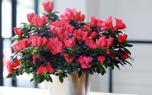 5 loài hoa đẹp nhưng nếu trưng ở phòng khách thì rất nguy hiểm: Có loại rất được yêu thích vào dịp Tết