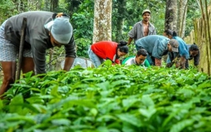 Nông nghiệp Cuba bùng nổ, sở hữu 4.000ha được làm giàu từ "vàng đen"