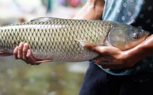 Suy gan cấp, men gan tăng 250 lần chỉ vì ăn 1 bộ phận của cá