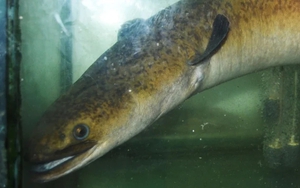 "Thủy quái" dưới lòng sông Đà được ví như "nhân sâm nước", đại gia chi 45 triệu đồng để sở hữu