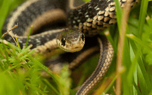 11 loại cây đuổi rắn tốt nhất: Loại cuối cùng quá chuẩn, rắn độc cũng phải sợ