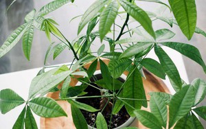 Loại cây được vinh danh là “Cây của năm 2026”: Tượng trưng cho tài lộc, lọc không khí cực đỉnh