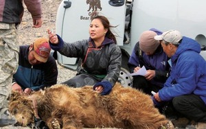 Hiếm hơn cả gấu trúc: "Bóng ma sa mạc" chỉ còn chưa đầy 50 cá thể và bên bờ vực tuyệt chủng