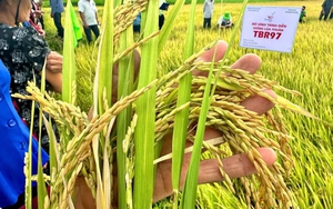 Một giống lúa Việt đang tạo “vàng mười” ở nơi tưởng chừng khó canh tác