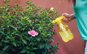 Vì sao nên xịt nước tỏi vào vườn?