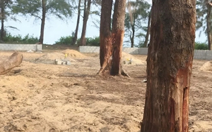 Ai đang “bức tử” rừng phi lao ven biển Quảng Trị?