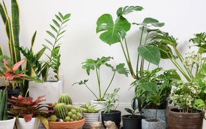 Top 10 cây lọc không khí dễ trồng nhất cho năm mới tinh tươm, trong lành