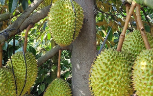 Mua sầu riêng từ chủ vườn, khi vận chuyển, cắt cuống… số lượng cân bị hao hụt, làm sao để tính vào chi phí được trừ: Cục Thuế trả lời