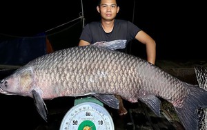 "Quái ngư" im lìm dưới tầng nước sâu ở đập Khe Là, ban đêm mới “trỗi dậy”