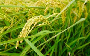 Giống lúa tạo cột mốc lịch sử, mở cánh cửa đưa gạo Việt vào thị trường khắt khe bậc nhất thế giới