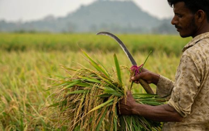 Không phải Việt Nam hay Thái Lan, quốc gia nào đang tiêu thụ gạo nhiều nhất thế giới?