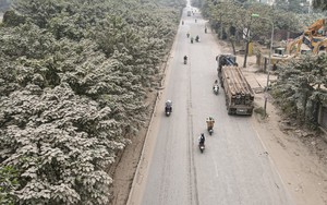 'Bão bụi' bao phủ đường cửa ngõ Hà Nội, cây cối chuyển màu trắng xóa