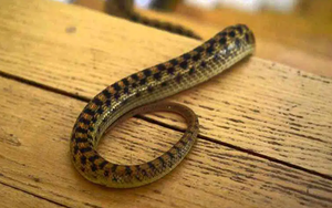 6 dấu hiệu cho thấy rắn đang có mặt trong nhà bạn