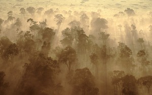 Rừng châu Phi chính thức đảo ngược: Từ lá phổi xanh thành nguồn phát thải carbon