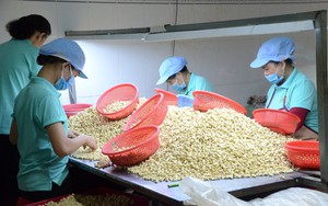 Chỉ 10 tháng, Trung Quốc chi hơn 800 triệu USD nhập loại hạt có thể giúp phòng chừa ung thư từ Việt Nam