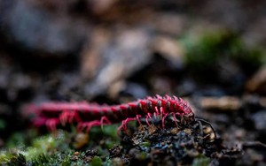 Phát hiện loài sinh vật hiếm chỉ xuất hiện vài ngày mỗi năm, du khách nối đuôi nhau đến tận nơi xem