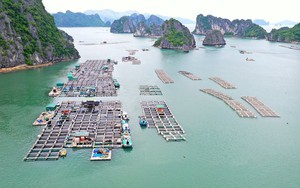 Người Nhật thắt lưng buộc bụng, hàng Việt Nam vẫn "cháy hàng" ở thị trường khó tính bậc nhất thế giới