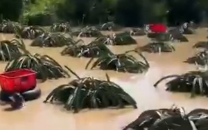 CLIP: Nông dân bám vào ruột xe tải bơi vào vườn thanh long để thu hoạch chạy lũ