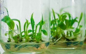 'Cây giảm nghèo' giúp nhiều nông dân thành tỷ phú: Xuất khẩu sang toàn nước lớn