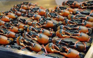 Kho báu dưới nước của Việt Nam 'bơi' sang Mỹ, Nhật Bản siêu đắt hàng: xuất khẩu tăng khủng hơn 600%, chất lượng vượt trội hàng đầu thế giới