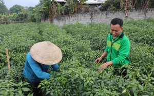 Loại quả tăng giá kỷ lục, nông dân Tuyên Quang thu gần tỷ đồng/vụ