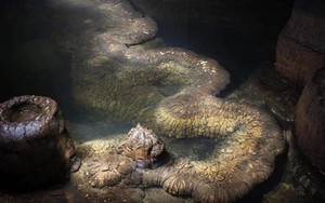 Phát hiện “rồng thật” dài 13 mét trong 1 hang động, chuyên gia: “Nó đã tồn tại ít nhất hàng trăm triệu năm”