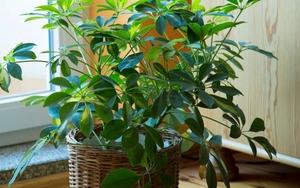 9 loại cây vừa đuổi muỗi hiệu quả, vừa hút tài lộc, sức khỏe gia chủ tốt lên thấy rõ: Nhà nào cũng nên trồng