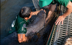 "Quái ngư” có kích thước hiếm gặp dưới lòng hồ nhân tạo lớn nhất Đông Nam Á