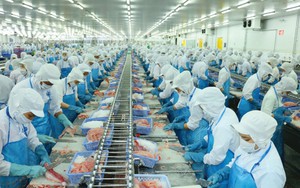 "Báu vật dưới nước" sẽ mang về hơn 11 tỷ USD cho Việt Nam, phá vỡ mọi kỷ lục từ trước tới nay