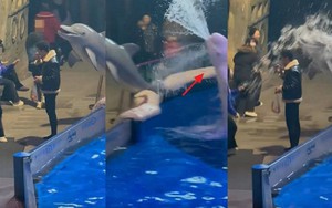 Ngang ngược hút thuốc lá ở thủy cung, người đàn ông bị cá voi cho một bài học