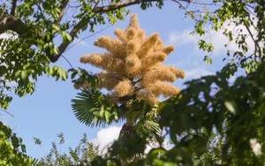 Loài cây hiếm bậc nhất hành tinh nở ra 25 triệu bông hoa 1 lần duy nhất sau 70 năm, cả thế giới ngước nhìn choáng ngợp