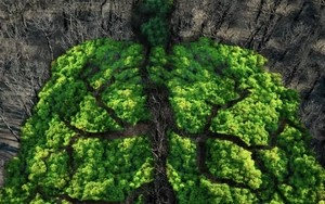 Các nhà khoa học vừa làm đảo lộn dòng thời gian tiến hóa của sự sống trên Trái Đất