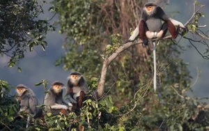 Bảo tồn 'kho báu xanh' của Việt Nam