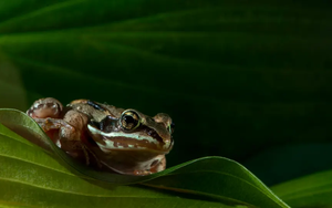 Kỳ diệu: Loài ếch gỗ ‘đóng băng’ rồi hồi sinh mỗi mùa xuân